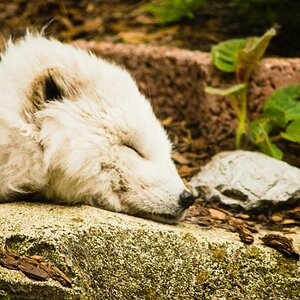 20130523 DSC 2394