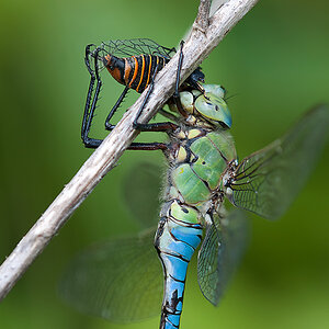 Anax Imperator mit Snack 2013 06 28