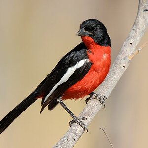 CinemonCrestedBushShrike
Hwange
0912