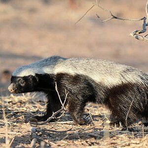 Honigdachs
Mana Pools
2949