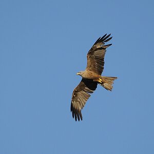 comp DSC 8346 bearbeitet