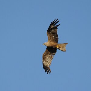 comp DSC 8347 bearbeitet