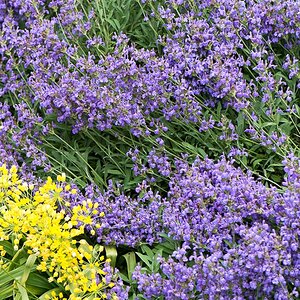 kenzaburo blumen 150