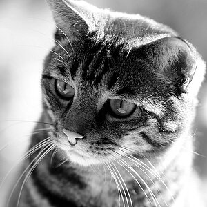 Neelix3