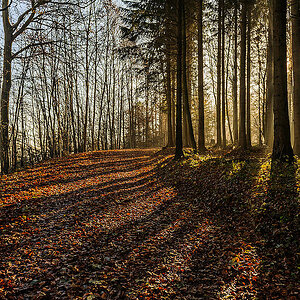 Sonne Nebel Schatten