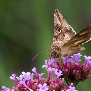 Nachtfalter Gamma Eule