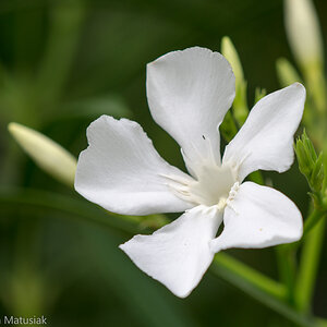 Oleanderblüte