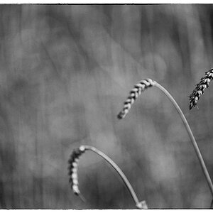 Abend PZ13248