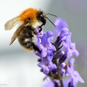 02 Hummel