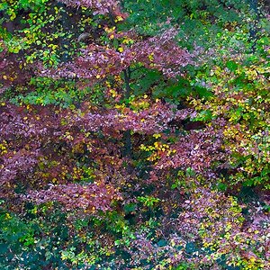 Herbst DSC7328