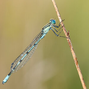 Federlibelle Blaue 2013 08 10 02