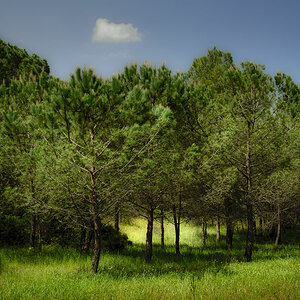 Pinienwald I bei Sorso;sardinien
D3200, 18-105mm
entwickelt mit Darktable