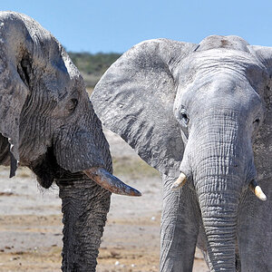 elis etosha crop