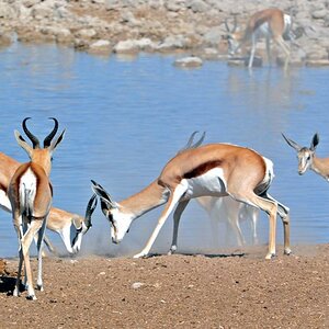 springbock etosha