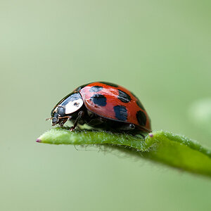 Nikonforum 01