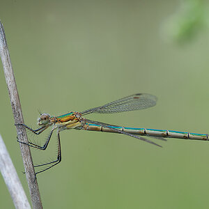 Binsenjungfer Kleine (w) 00 2013 07 05