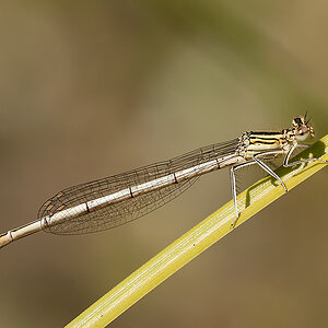 Federlibelle Blaue 2013 07 21 02