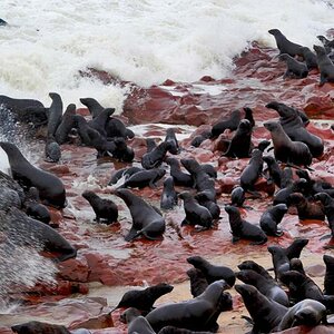 seal cape  cross