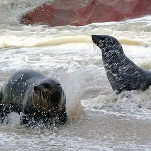 seal cape cross