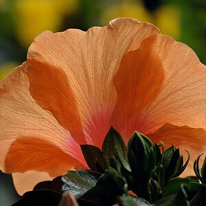Hibiskus 1