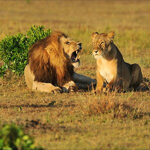 aaacomp Kenia 20111019 21537