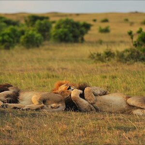 acomp Kenia 20111013 05673