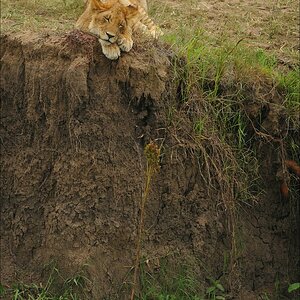 acomp Kenia 20111014 08746