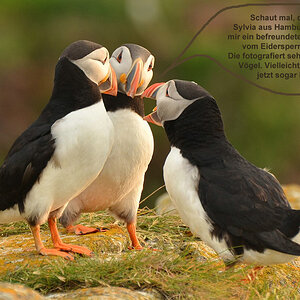 Was Sylvias Puffins wirklich denken...