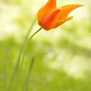 Tulpe