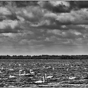 Lac PZ13409