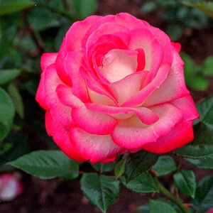 eine Rose ist eine Rose ist eine Rose...