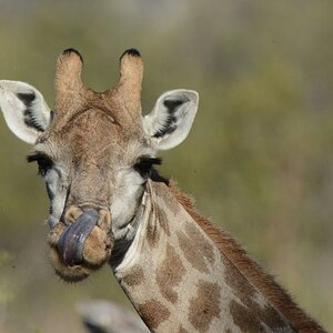 Giraffe im Hwange NP
1161
