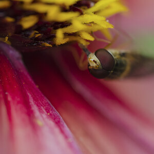 Schwebfliege 2