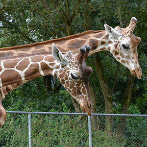 Nikon D5200 Giraffen 1