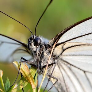 Schmetterling