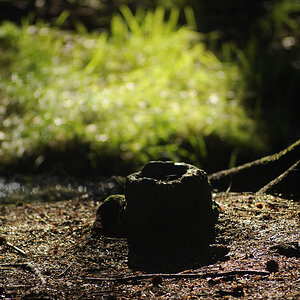 Hohler Baumstumpf am Bachlauf
