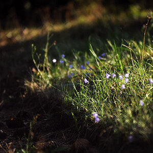 Blaue Blumen am Wegesrand