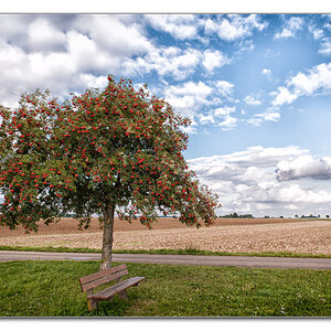 Baum