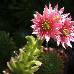 Das Bild ist in meinem Schrebergarten entstanden.
