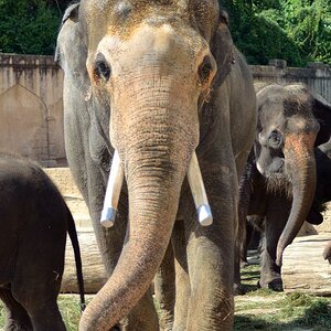 DSC 6962
Elefant