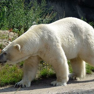 DSC 7087
Eisbär