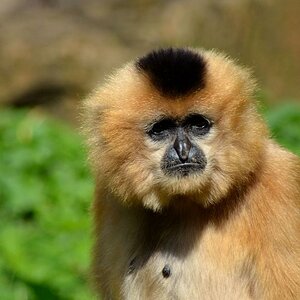 DSC 7246
Affe