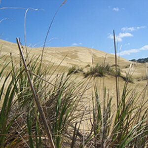 Giant Sand Dune Te Paki (Far North)