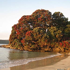 Pohutukawa Sunset - Maitai Bay - Far North