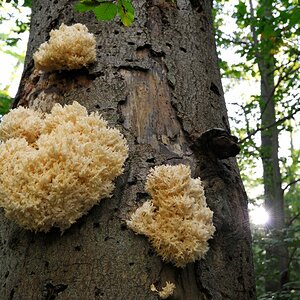 Stachelbart