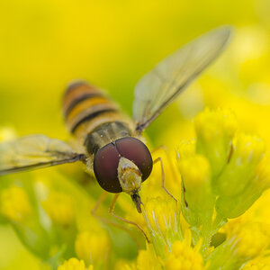 Schwebfliege 5