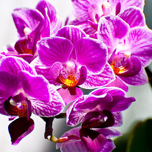 Blumen