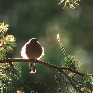 Sonnenvogel