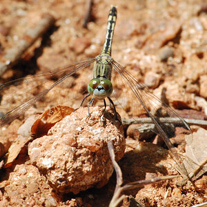 Libelle am Sigirya Rock