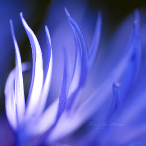 Cornflower